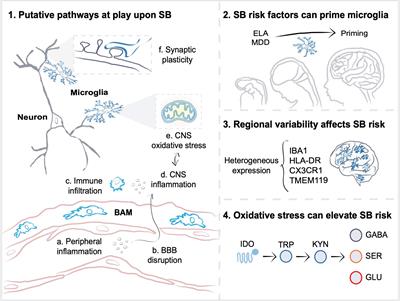 Microglia as a Hub for Suicide Neuropathology: Future Investigation and Prevention Targets